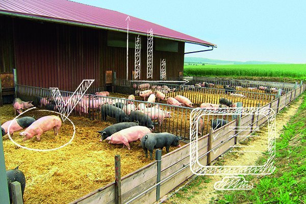 Schweine im Offenstall. Im Vordergrund Säulendiagramm und Auswahl eines Schweins durch gesetzten Kreis und Häkchen