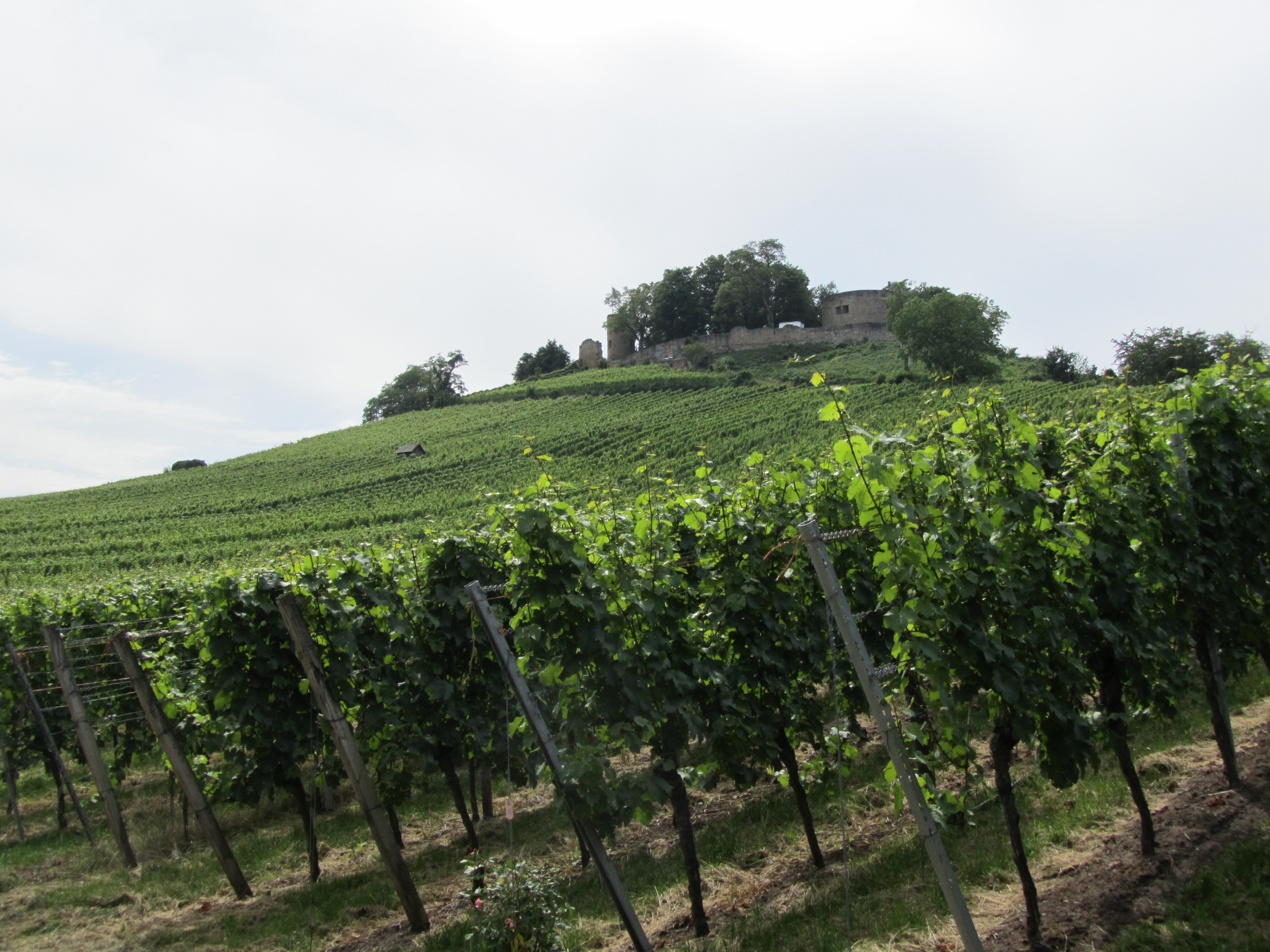Weinberg